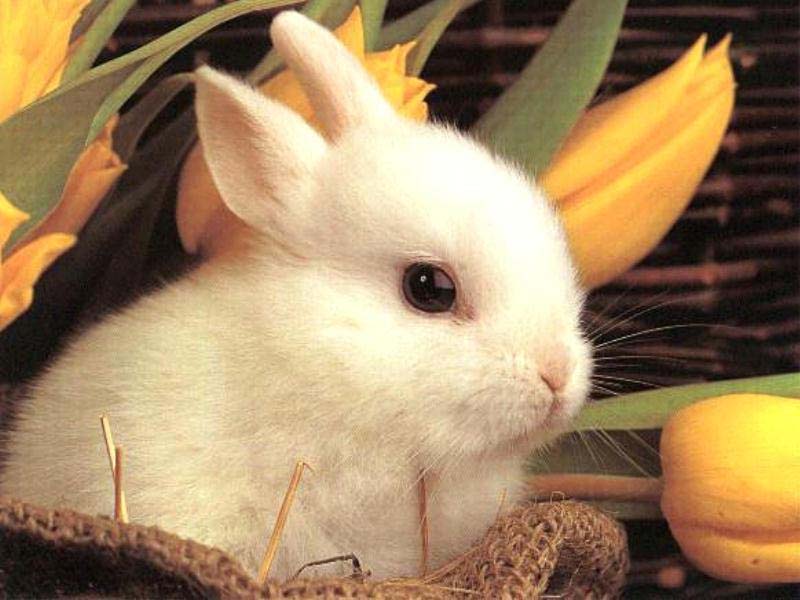 кролики - Страница 2 Cute_baby_bunny